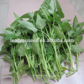 MWS01 Baijin big leaf high yield water spinach seeds for sales